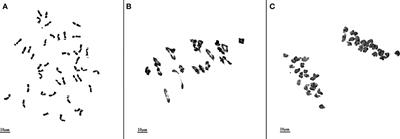 Cytogenetic identification and molecular marker development of a novel wheat-Leymus mollis 4Ns(4D) alien disomic substitution line with resistance to stripe rust and Fusarium head blight